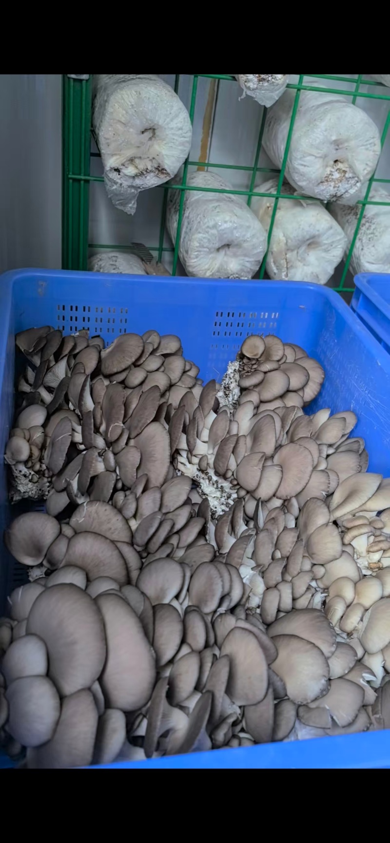 平菇大量有货基地直供品质优新鲜可视频看货欢迎咨询来电