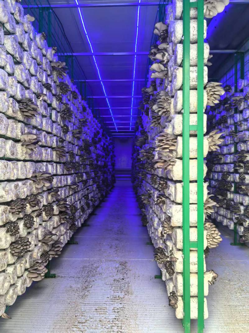 平菇大量有货基地直供品质优新鲜可视频看货欢迎咨询来电
