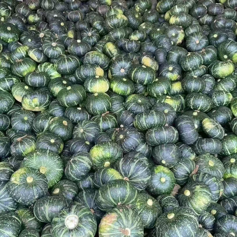 《贝贝南瓜》陕西贝贝/价格优惠/电商直播，市场批发