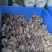 平菇大量有货基地直供品质优新鲜可视频看货欢迎咨询来电