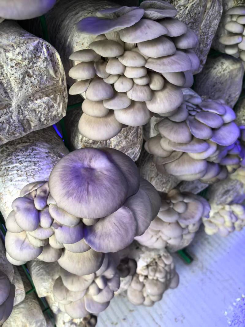平菇大量有货基地直供品质优新鲜可视频看货欢迎咨询来电