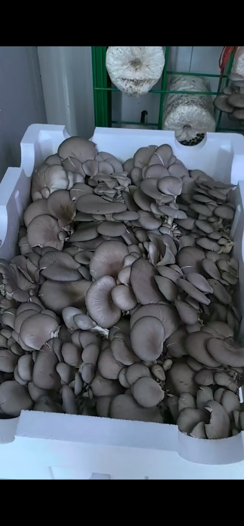 平菇大量有货基地直供品质优新鲜可视频看货欢迎咨询来电