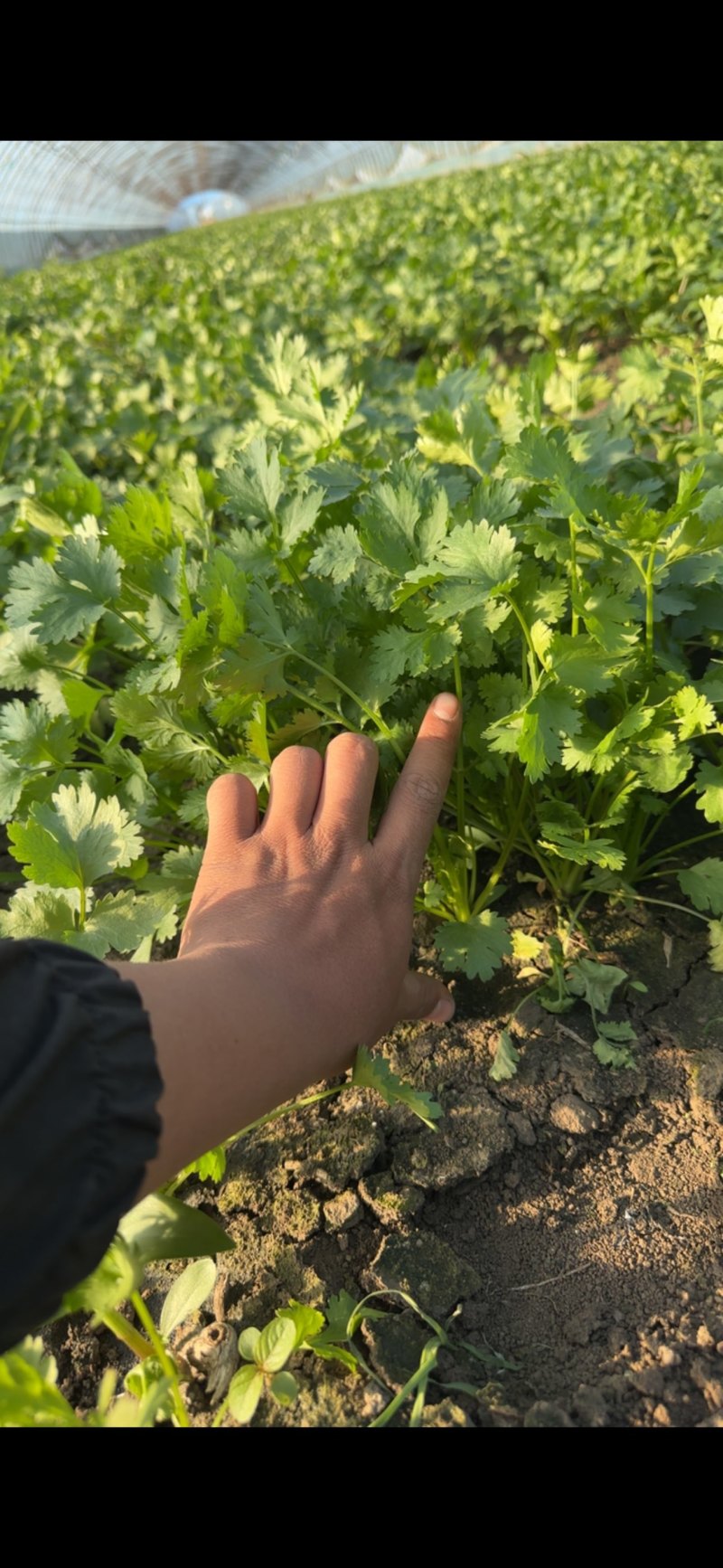 精品香菜20cm以上大量上市可长期供货