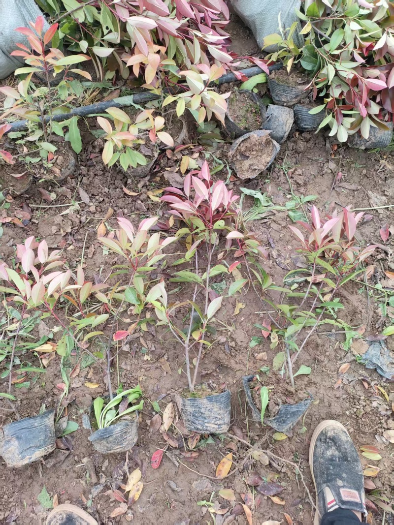红叶石楠