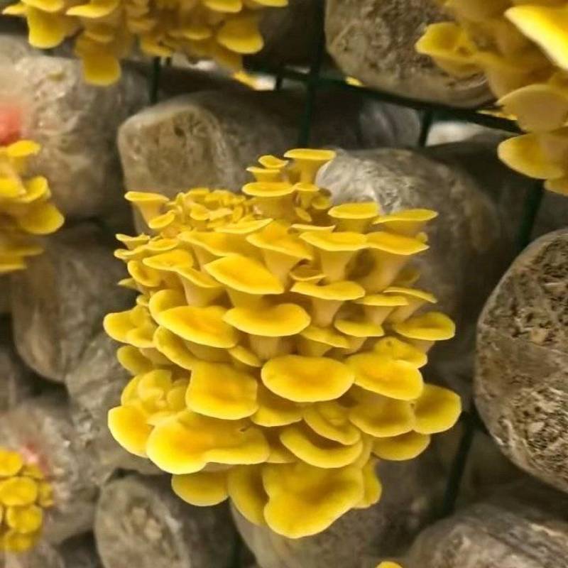 榆黄菇大量供应品质优基地直供可视频看货欢迎咨询来电