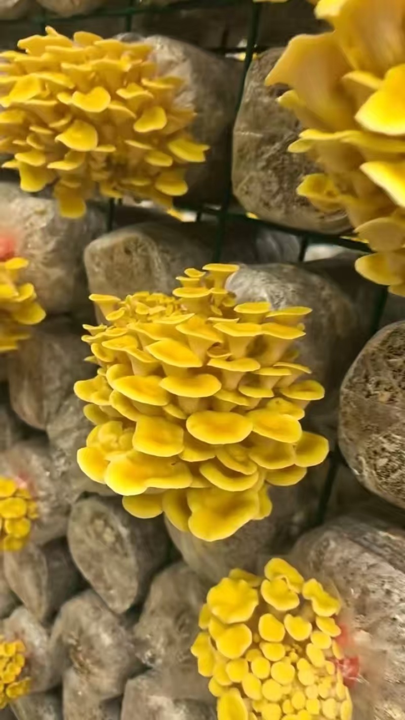 榆黄菇大量供应品质优基地直供可视频看货欢迎咨询来电