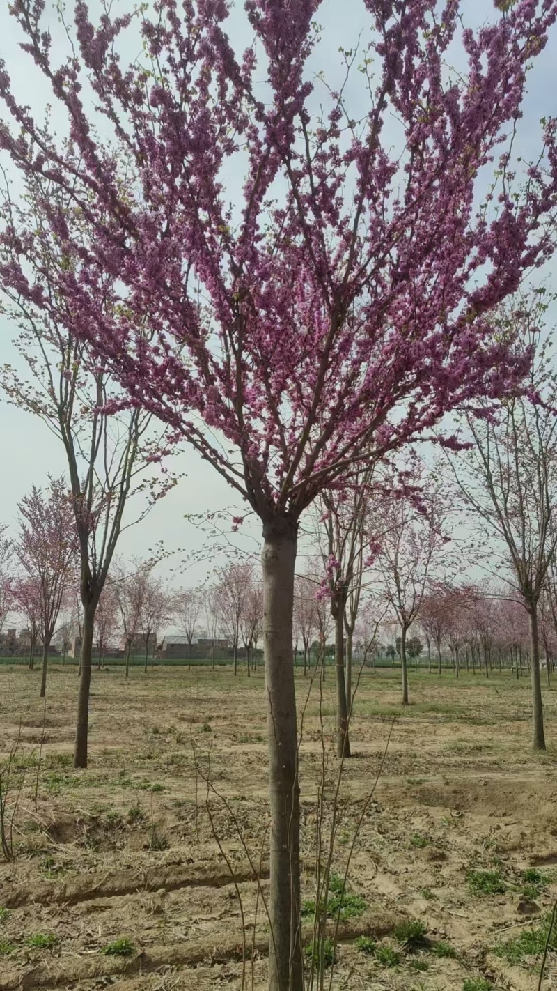 巨紫荆