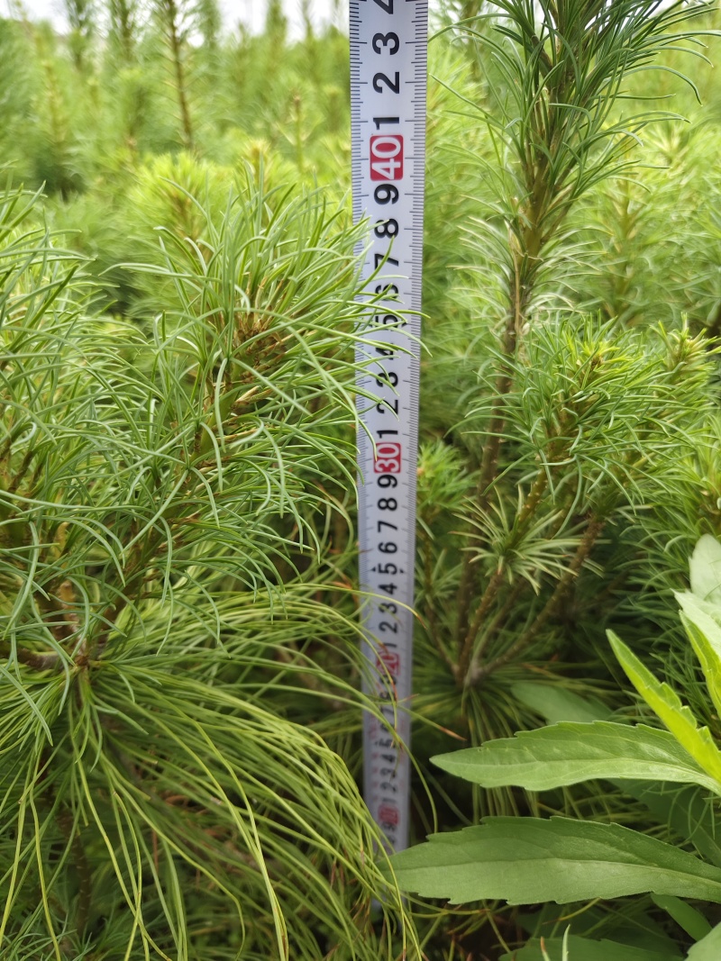 华山松，高35-40，16杯，可办三证一签，开发票