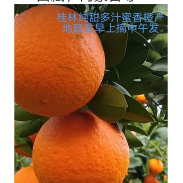 桂林新鲜橙子现摘现发，甜美多汁，健康美味**！