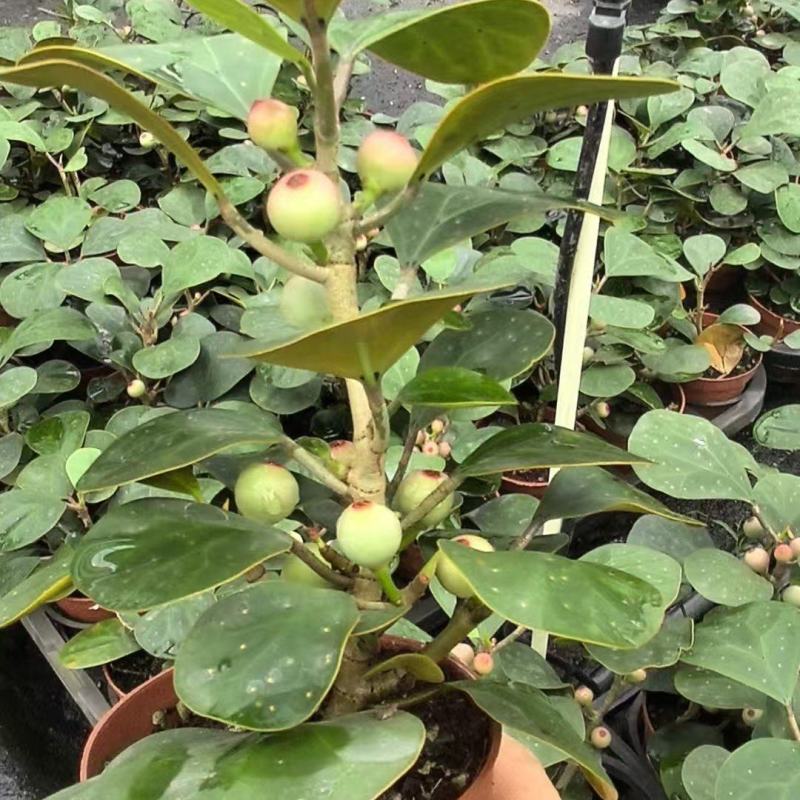 小盼菩提