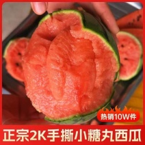 （精品特小凤）蒲城特小凤/吊兰西瓜/无籽吊瓜/小糖丸供应