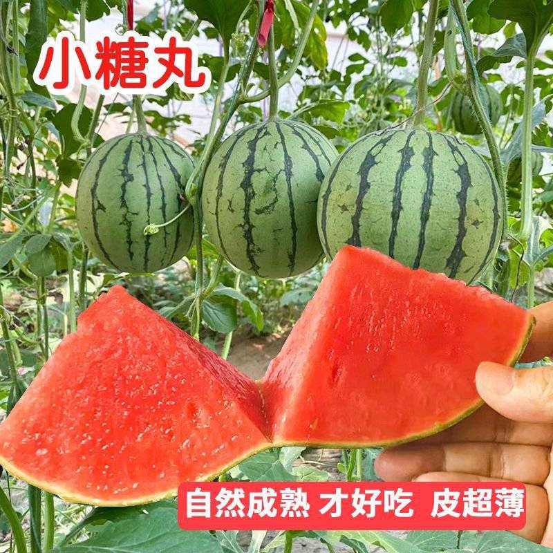 陕西蒲城吊兰西瓜/小吊瓜/938吊兰西瓜/质量三包
