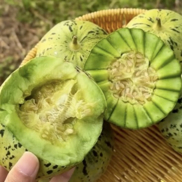 花美人1.7元起花蕾甜瓜，多规格可选！欢迎咨询