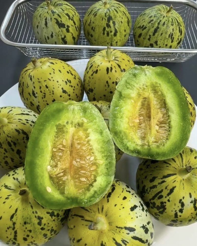 花美人1.7元起花蕾甜瓜，多规格可选！欢迎咨询