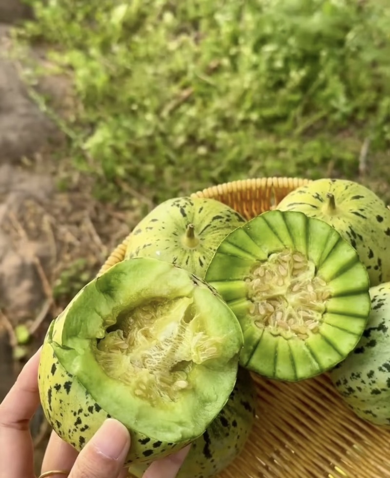 花美人1.7元起花蕾甜瓜，多规格可选！欢迎咨询