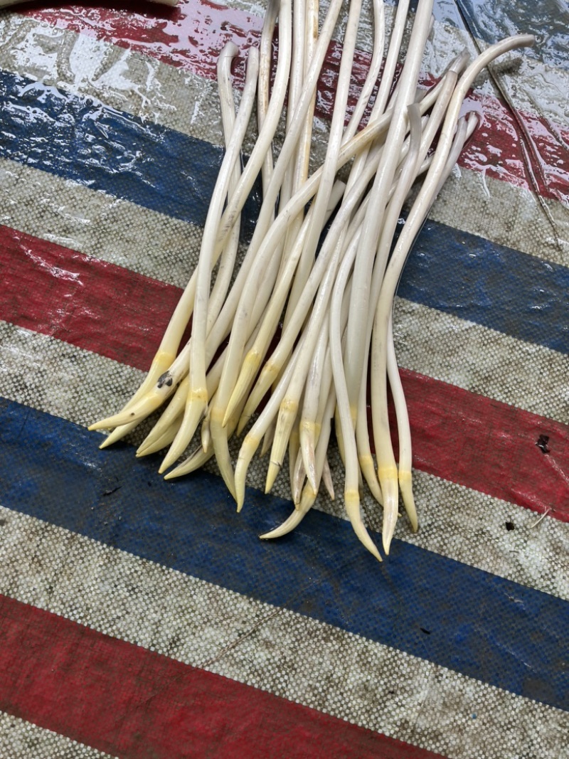 藕带.藕尖.藕粘.湖北藕带.湖北藕尖.藕肠子.子