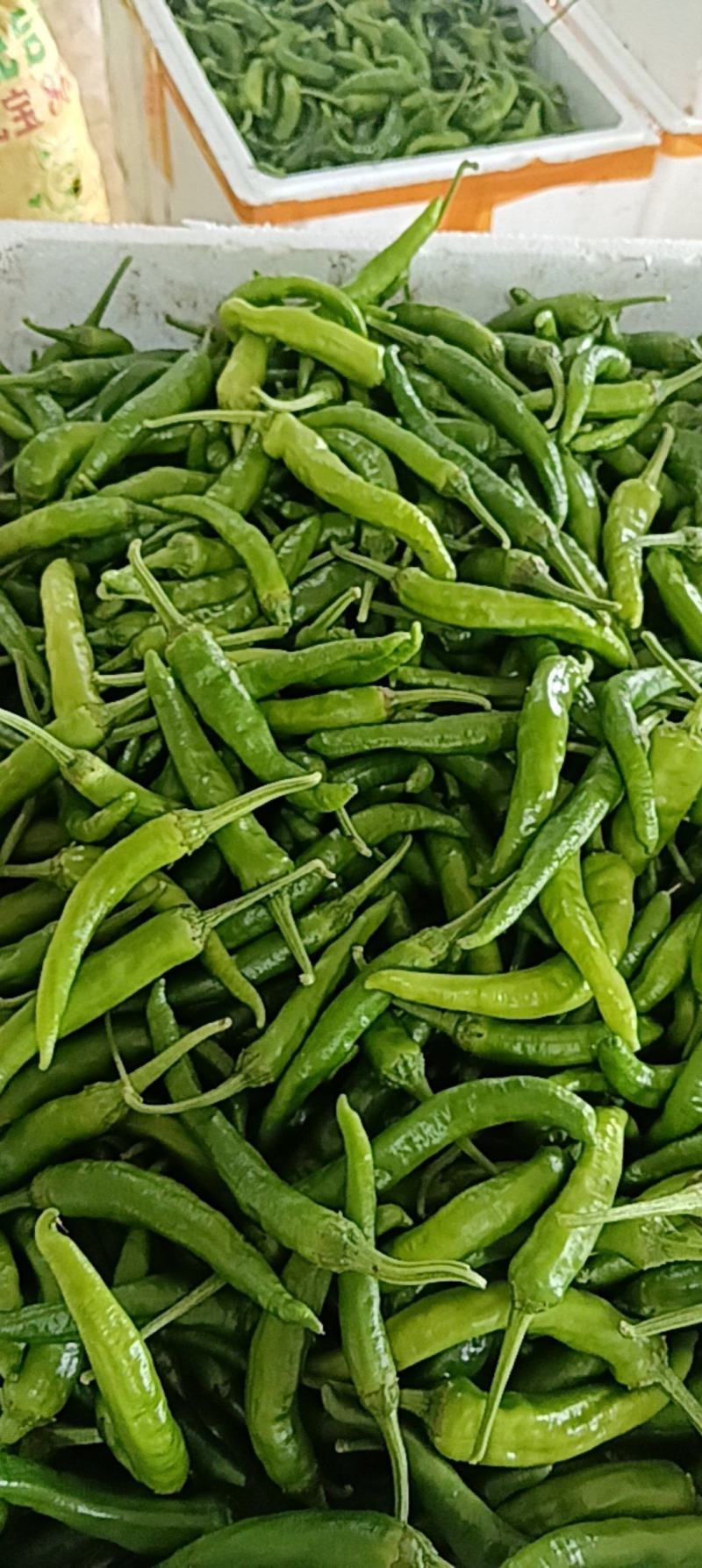 鲜辣椒