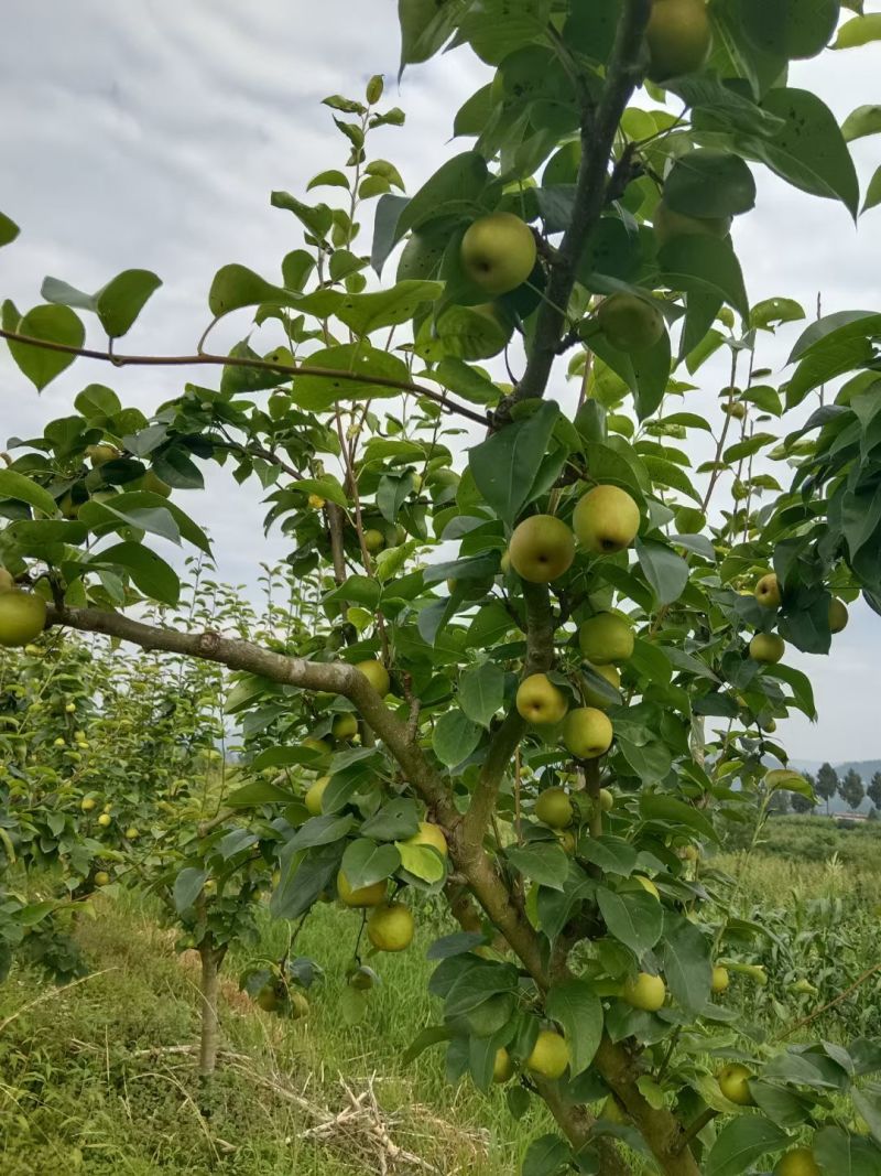 翠冠梨