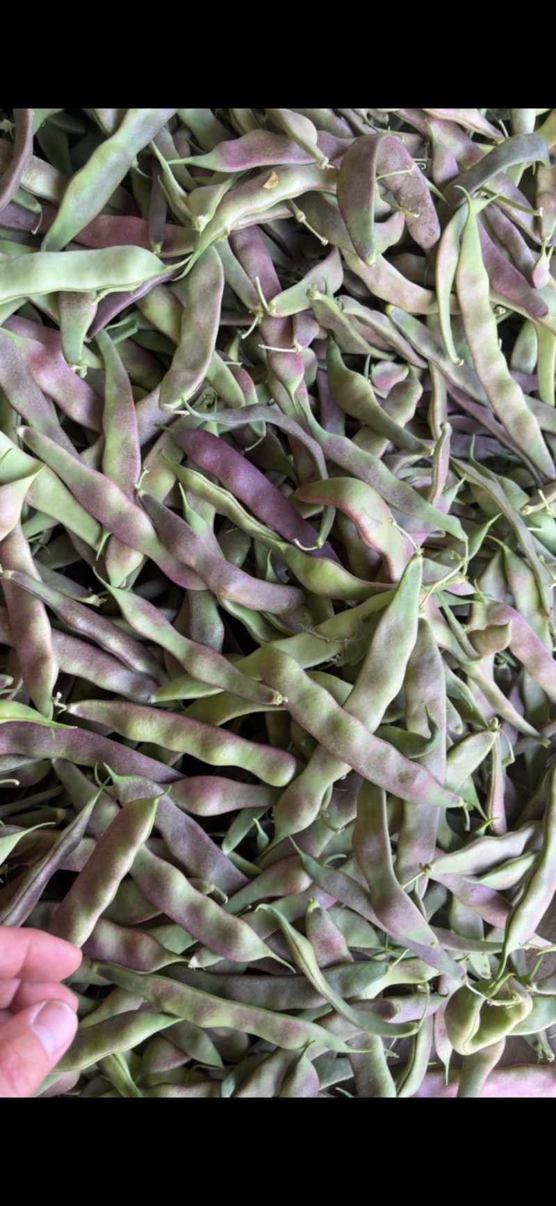 油豆大量上市