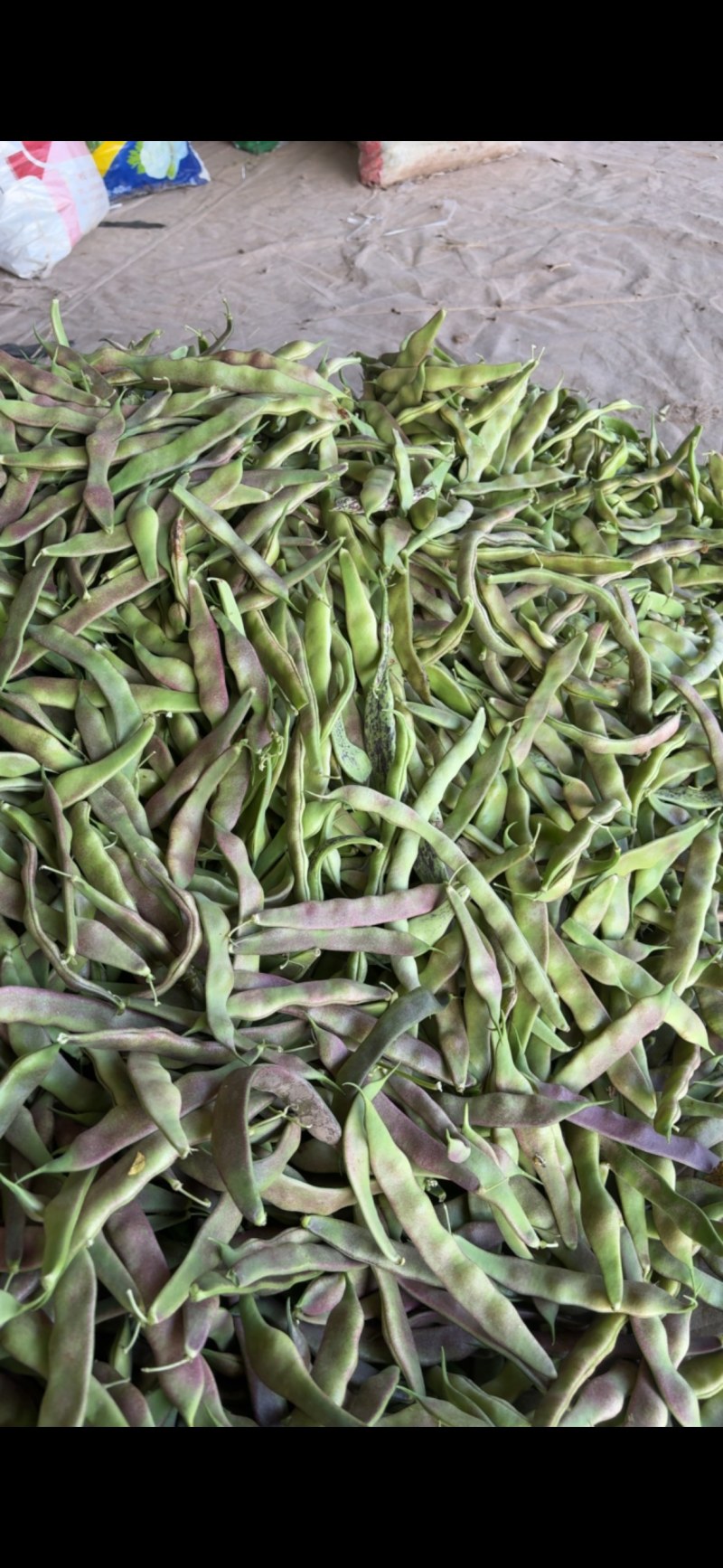 油豆大量上市