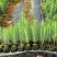 湿地松苗