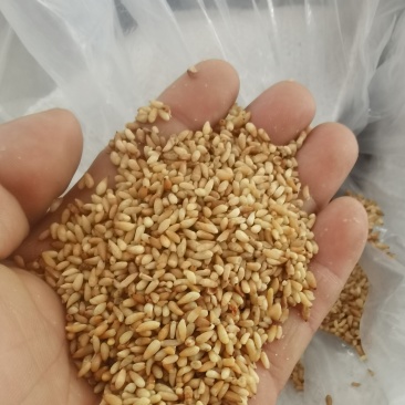 汶上县小秦村柏子仁干燥成熟产地直发价格合理欢迎咨询选购