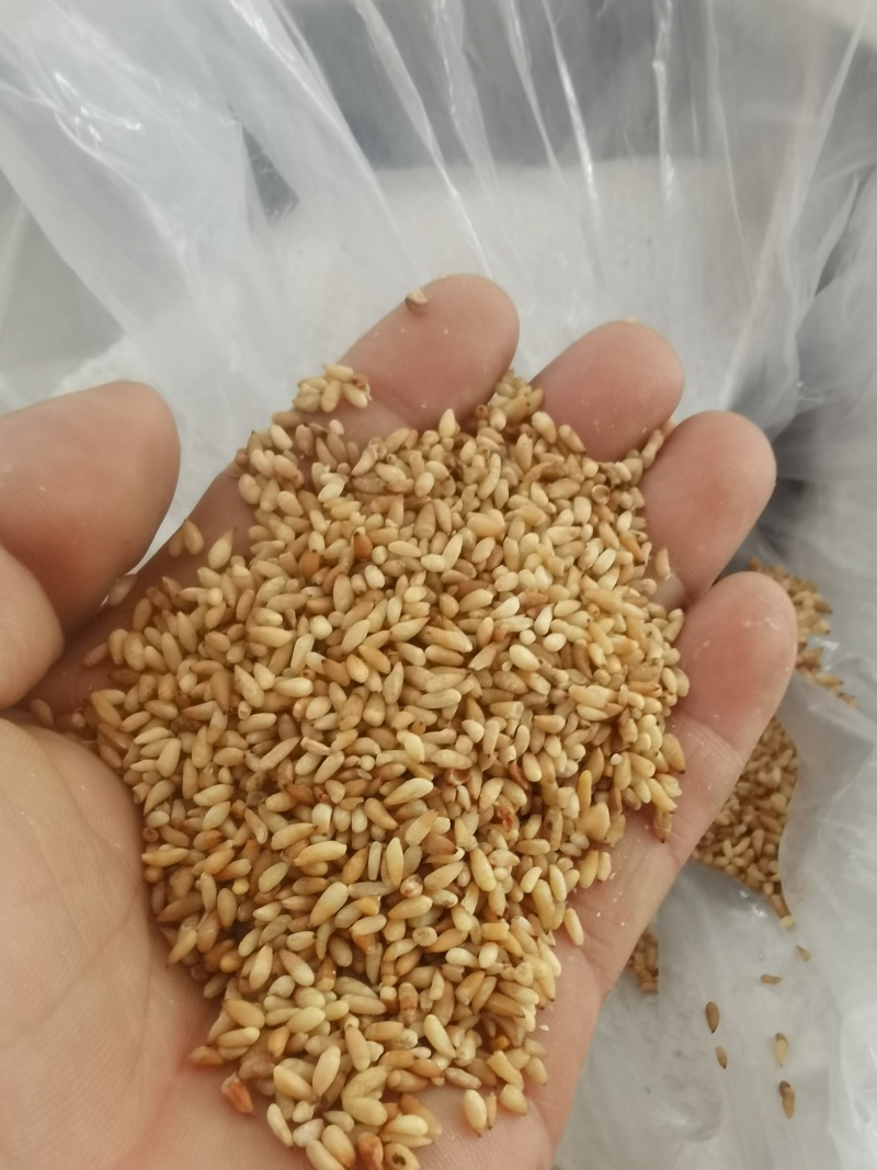 汶上县小秦村柏子仁干燥成熟产地直发价格合理欢迎咨询选购