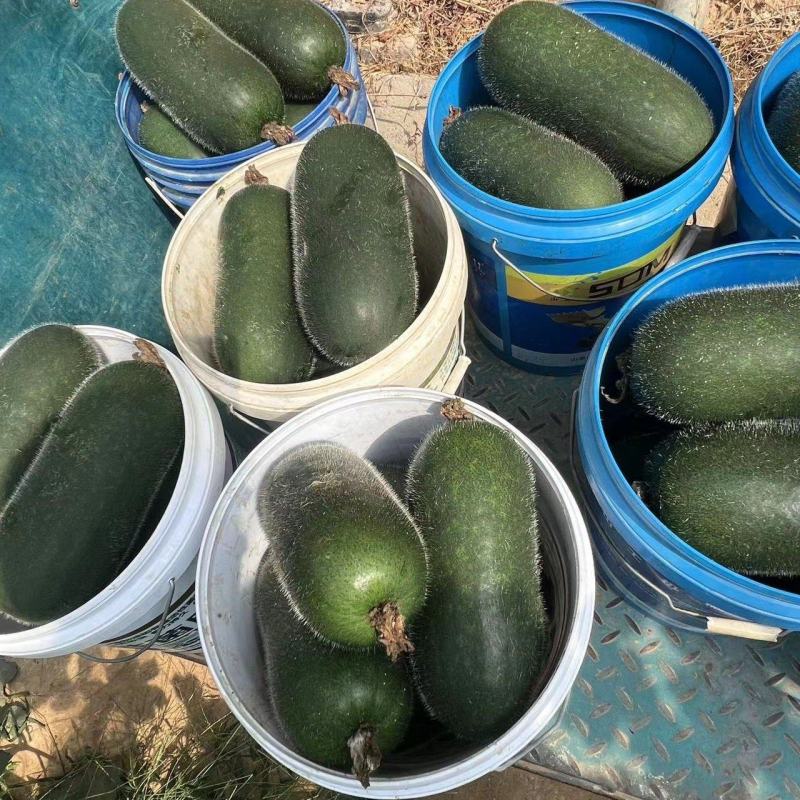青皮冬瓜2斤以上吊冬瓜