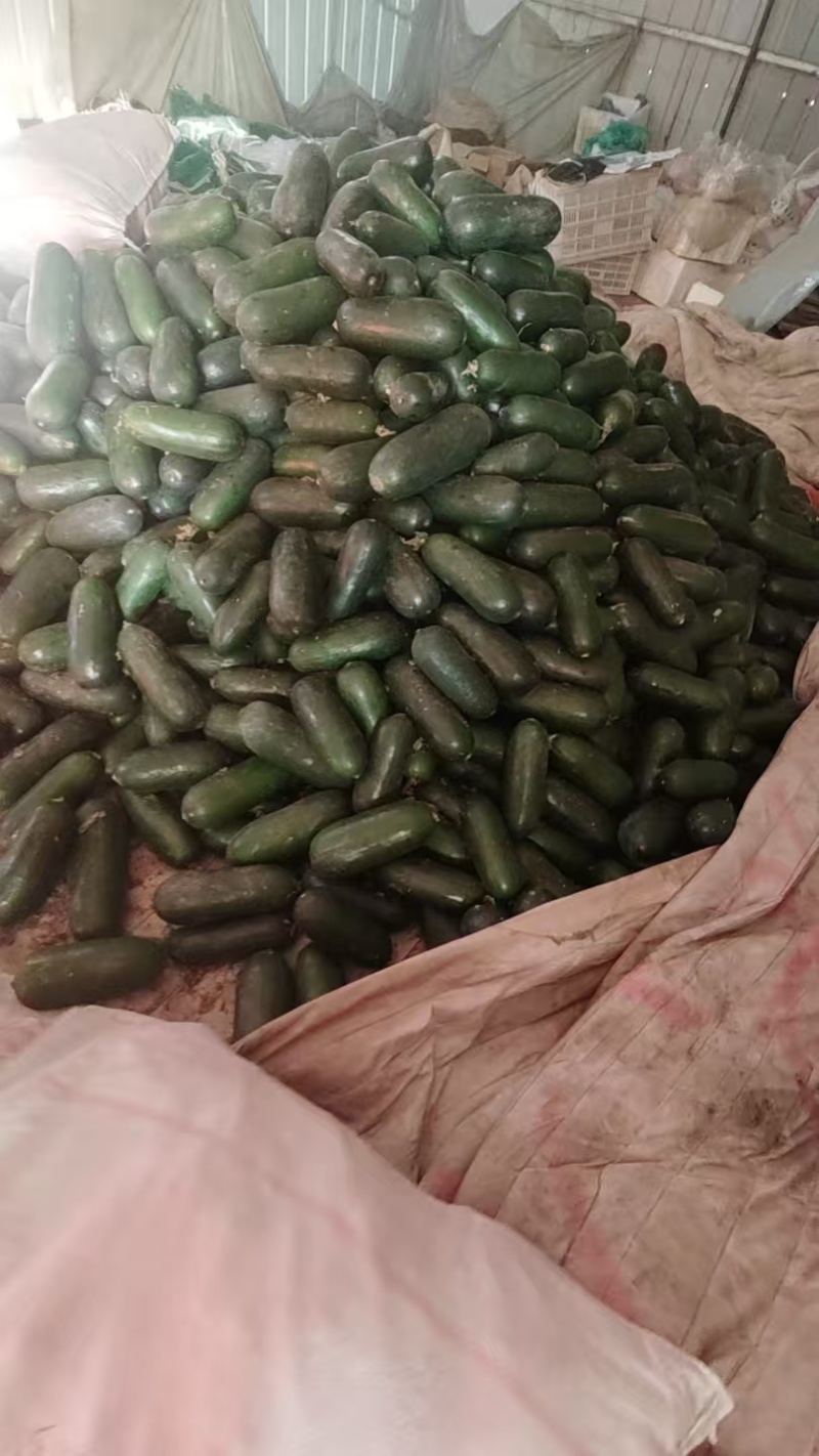 青皮冬瓜2斤以上吊冬瓜