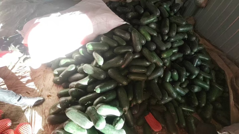 青皮冬瓜2斤以上吊冬瓜