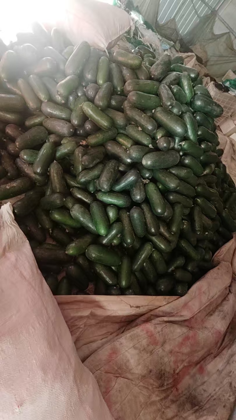 青皮冬瓜2斤以上吊冬瓜