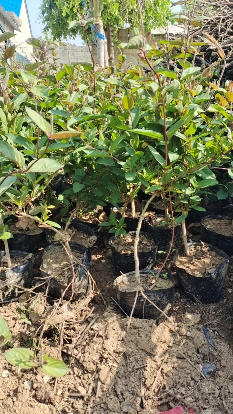 诚信经营红色金银花苗，根系发达成活率高，可观赏，可做茶