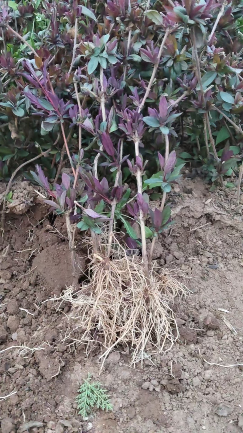 诚信经营红色金银花苗，根系发达成活率高，可观赏，可做茶