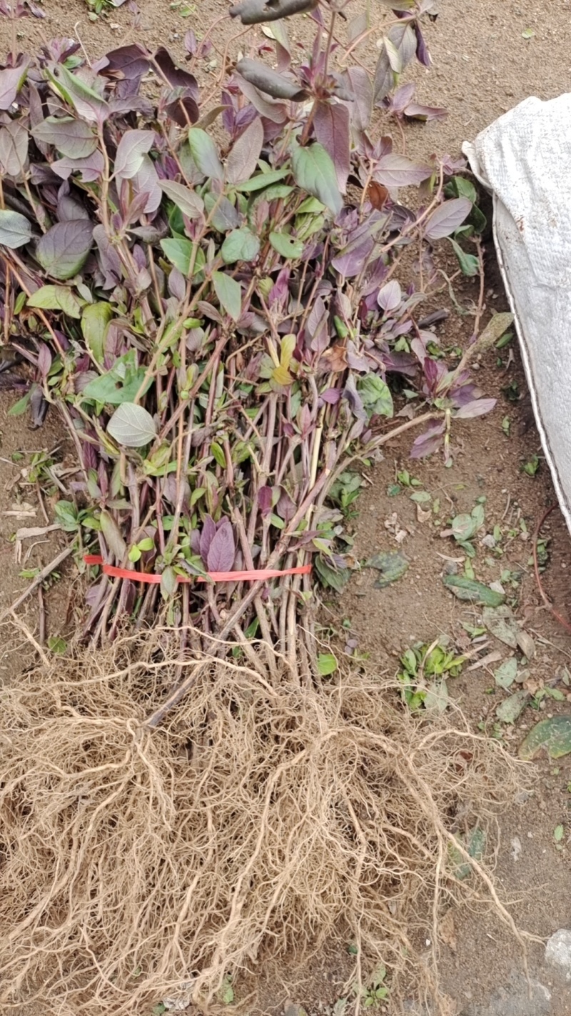 诚信经营红色金银花苗，根系发达成活率高，可观赏，可做茶