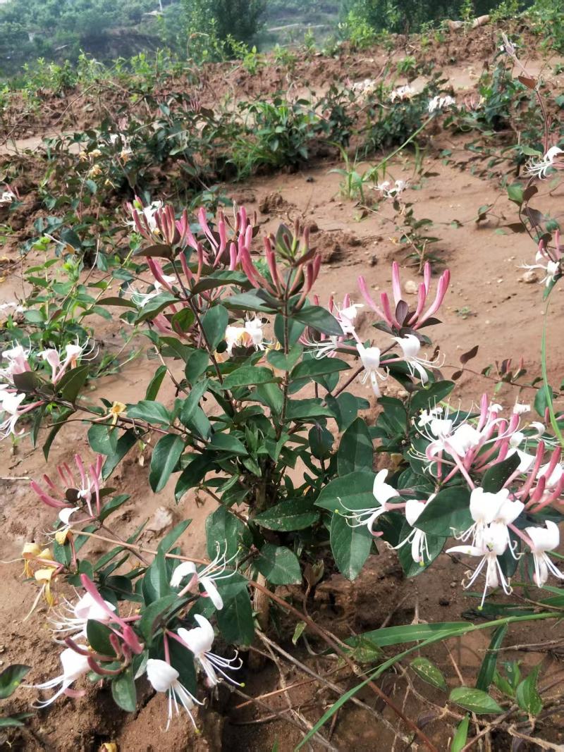 诚信经营红色金银花苗，根系发达成活率高，可观赏，可做茶