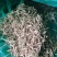 金银花自然亮晒，无药惨溜，价格优惠，保质保量，诚信经营