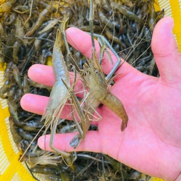 河虾鲜活