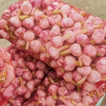 大蒜扒皮大蒜，质量好价格便宜河南基地直供质量保证