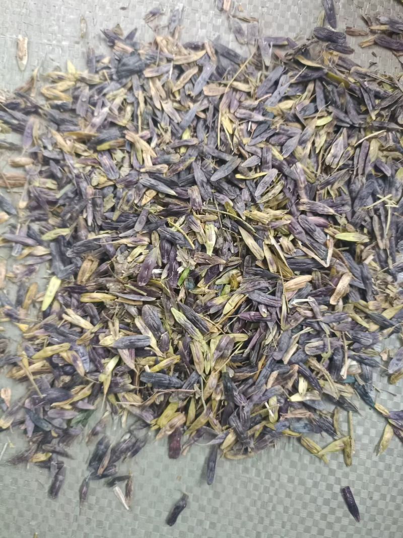 精品板蓝根种子