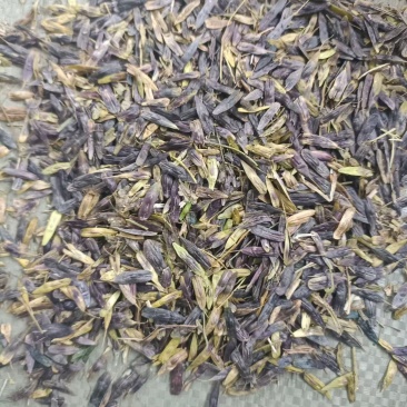 精品板蓝根种子