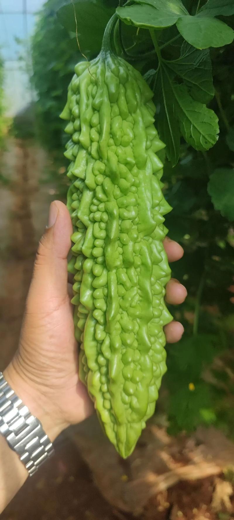 寿光东风41苦瓜，种植基地一手货源，发全国各地各类客商