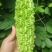 寿光东风41苦瓜，种植基地一手货源，发全国各地各类客商