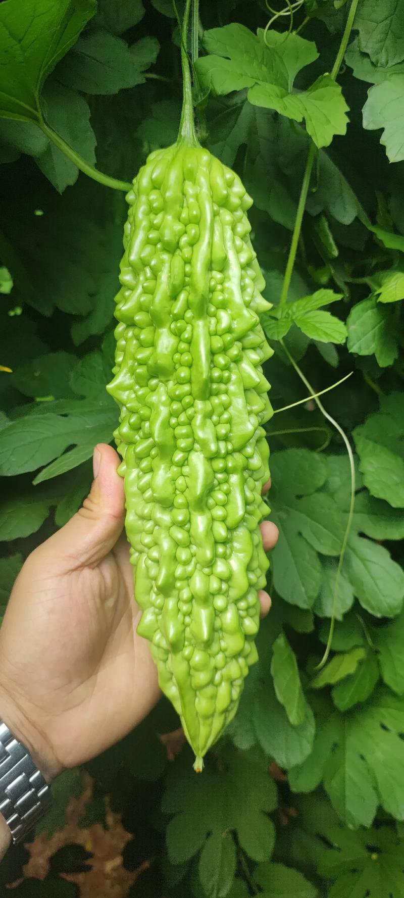 寿光东风41苦瓜，种植基地一手货源，发全国各地各类客商