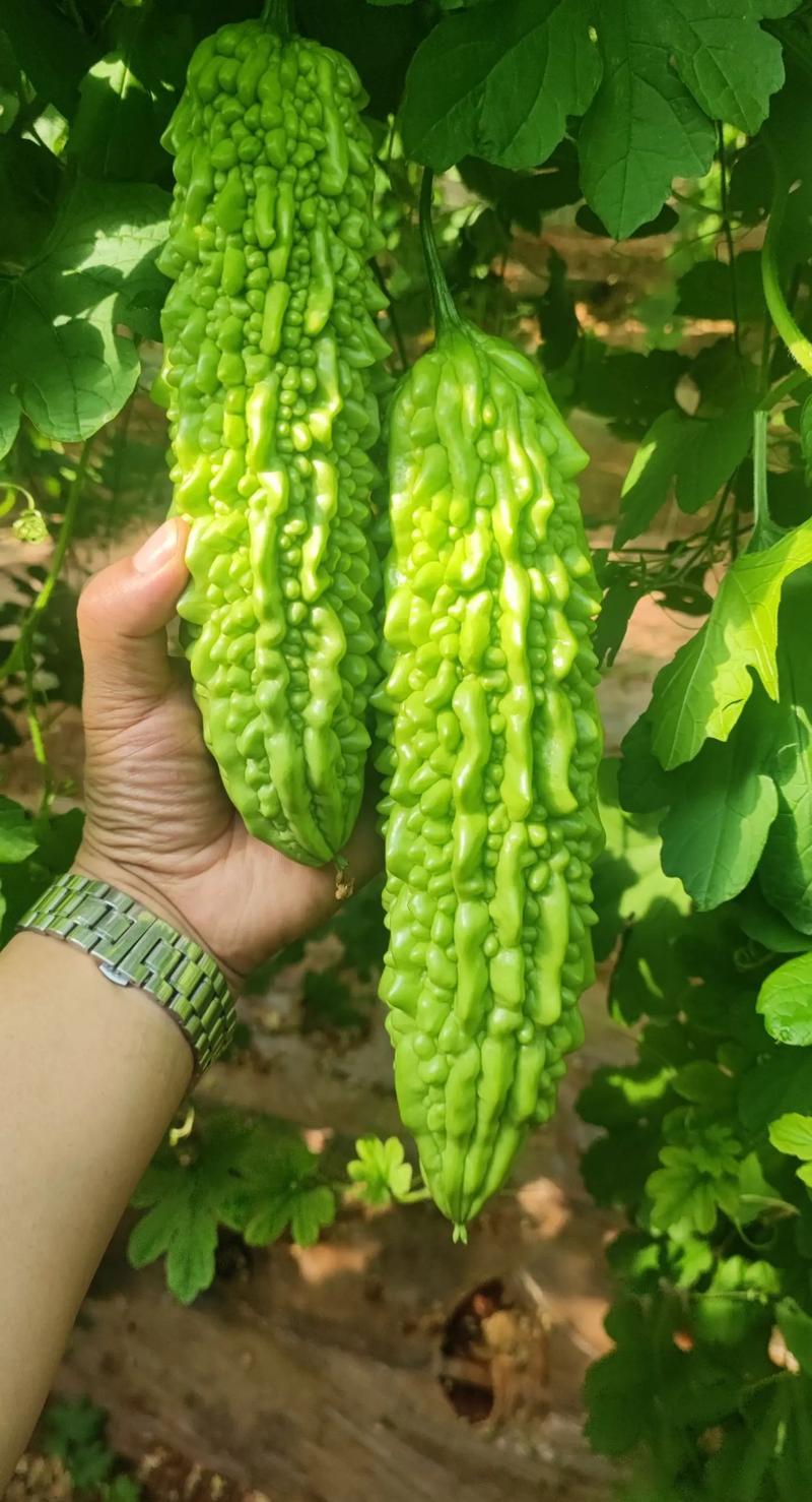 寿光东风41苦瓜，种植基地一手货源，发全国各地各类客商
