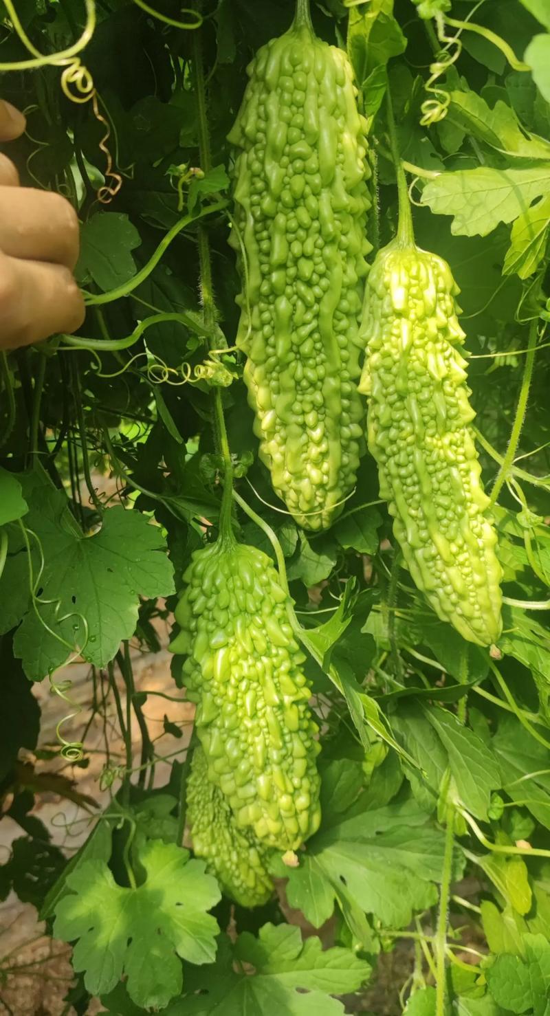 寿光东风41苦瓜，种植基地一手货源，发全国各地各类客商