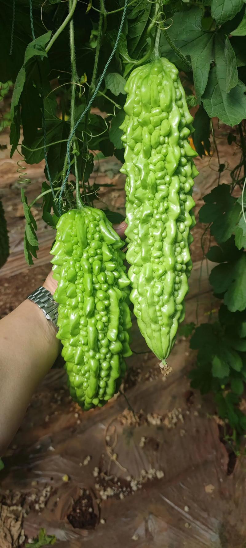 寿光东风41苦瓜，种植基地一手货源，发全国各地各类客商