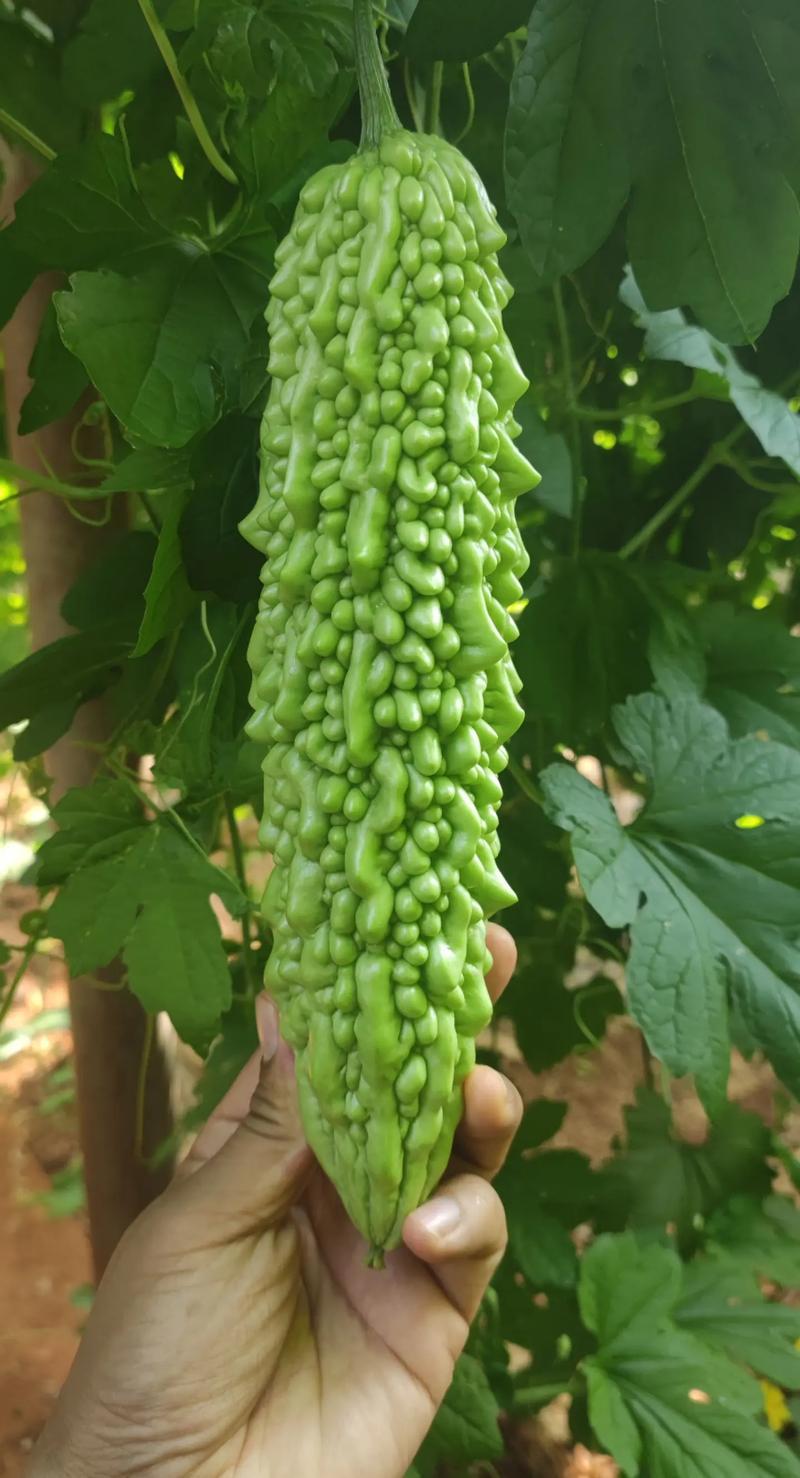 寿光东风41苦瓜，种植基地一手货源，发全国各地各类客商