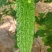 寿光东风41苦瓜，种植基地一手货源，发全国各地各类客商