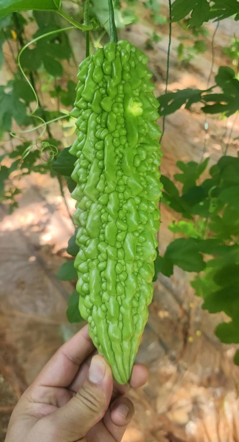 寿光东风41苦瓜，种植基地一手货源，发全国各地各类客商