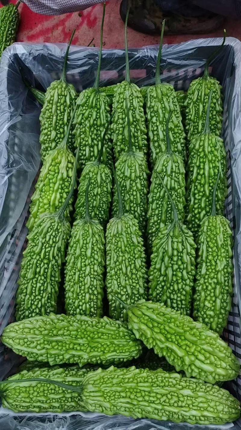 寿光东风41苦瓜，种植基地一手货源，发全国各地各类客商